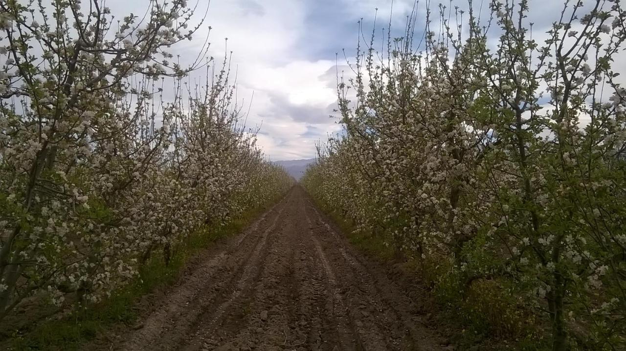 Casa De Campo Finca La Superiora La Consulta Dış mekan fotoğraf